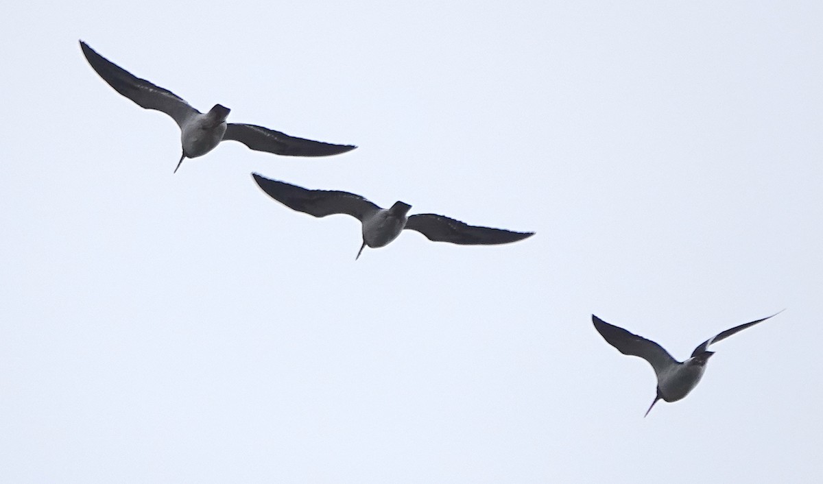 South Island Oystercatcher - ML646779850