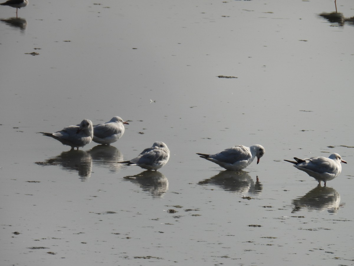 Gaviota Centroasiática - ML646779854