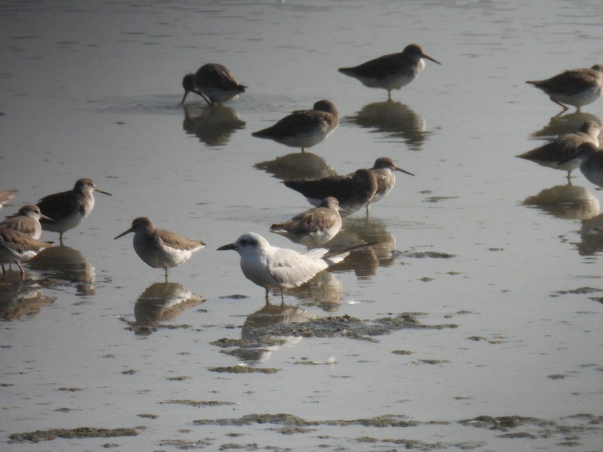 Gaviota Centroasiática - ML646779855