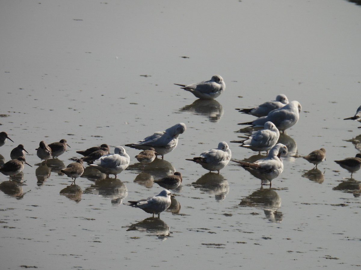 Gaviota Centroasiática - ML646779856