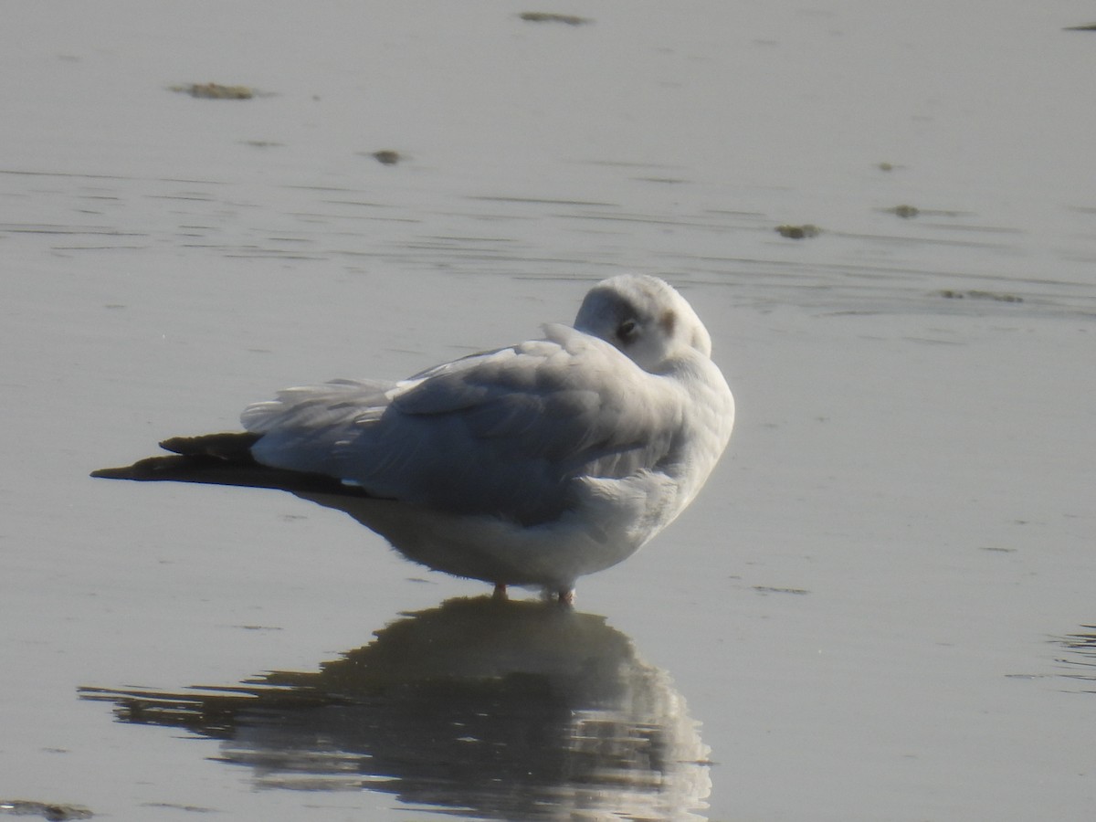 Gaviota Centroasiática - ML646779857