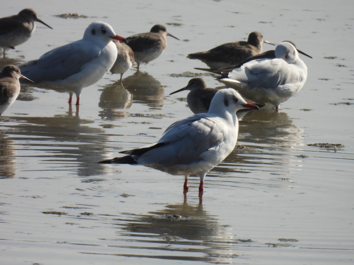 Gaviota Centroasiática - ML646779858