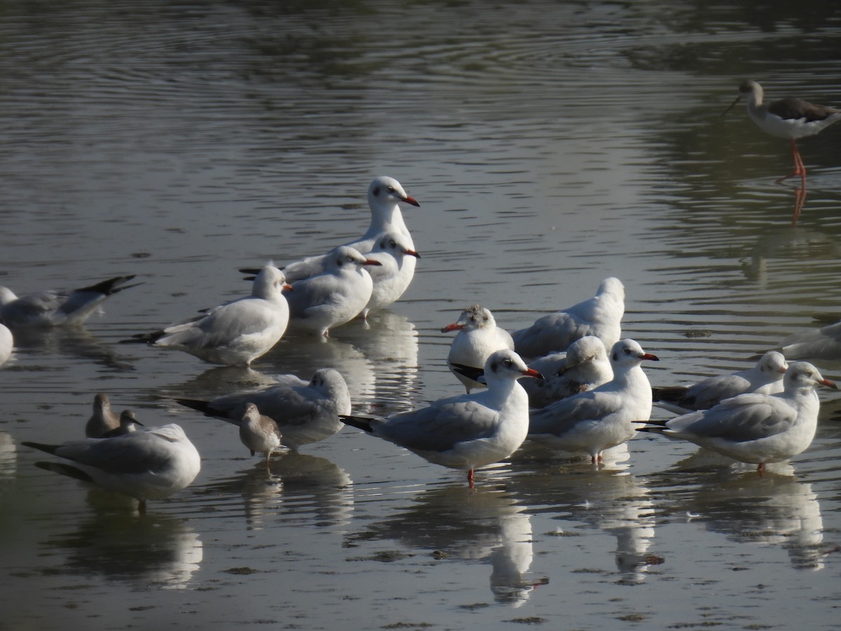 Gaviota Centroasiática - ML646779859