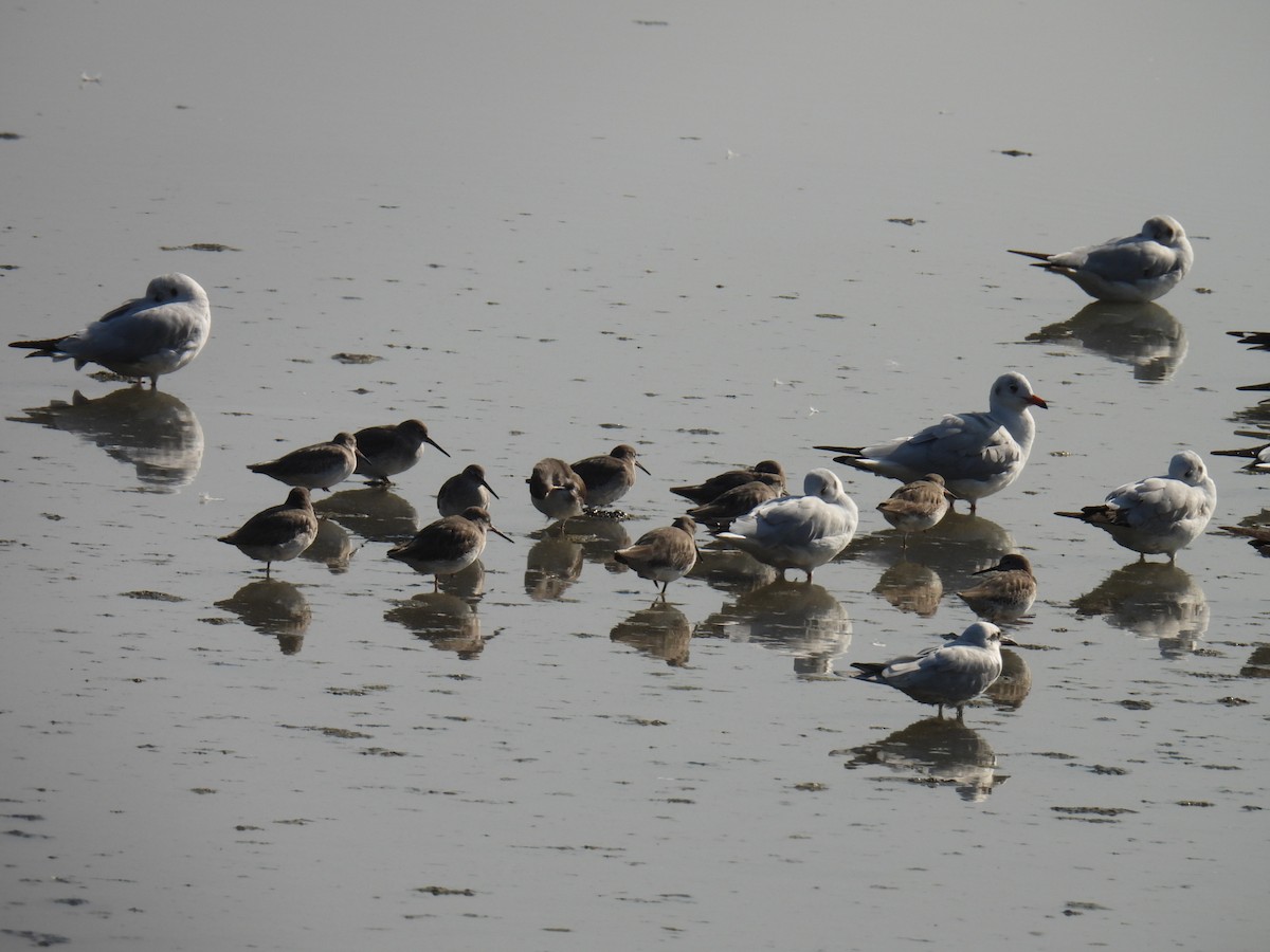 Gaviota Centroasiática - ML646779860