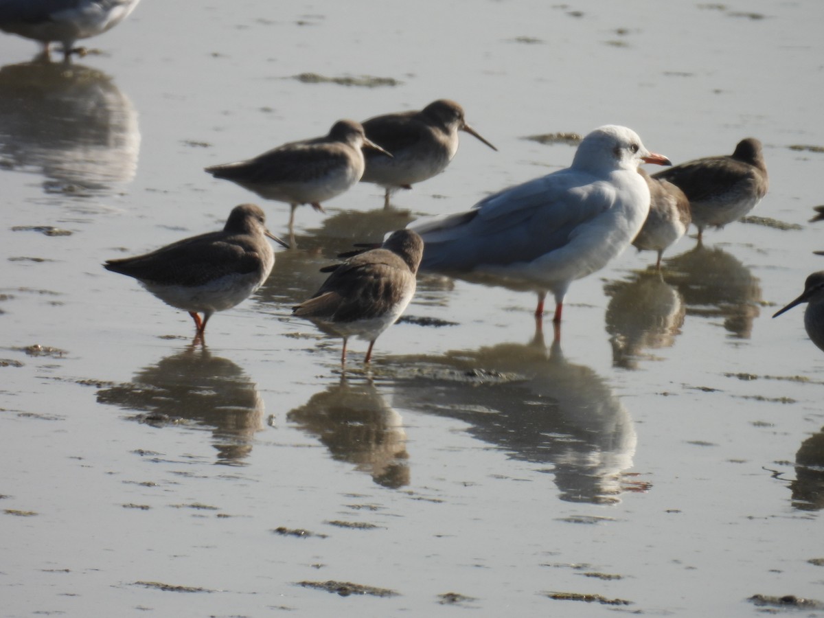 Gaviota Centroasiática - ML646779861