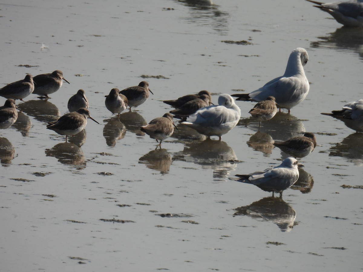 Gaviota Centroasiática - ML646779862