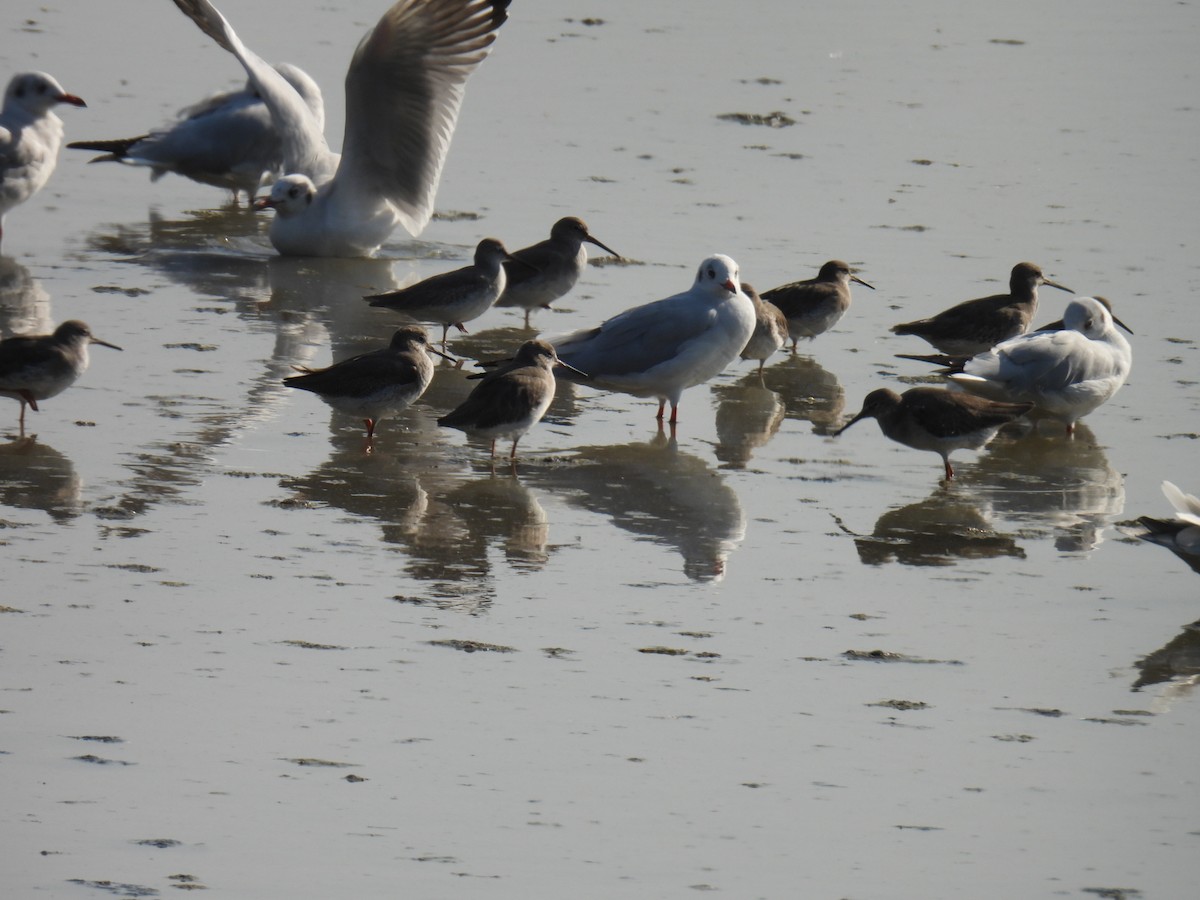 Gaviota Centroasiática - ML646779863