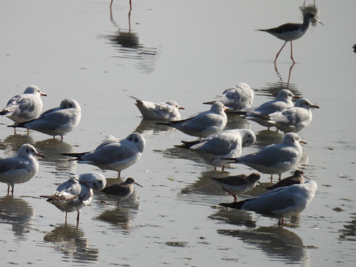 Gaviota Centroasiática - ML646779864