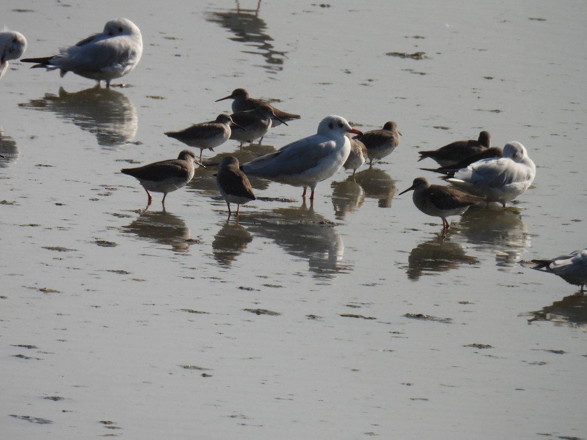 Mouette du Tibet - ML646779865