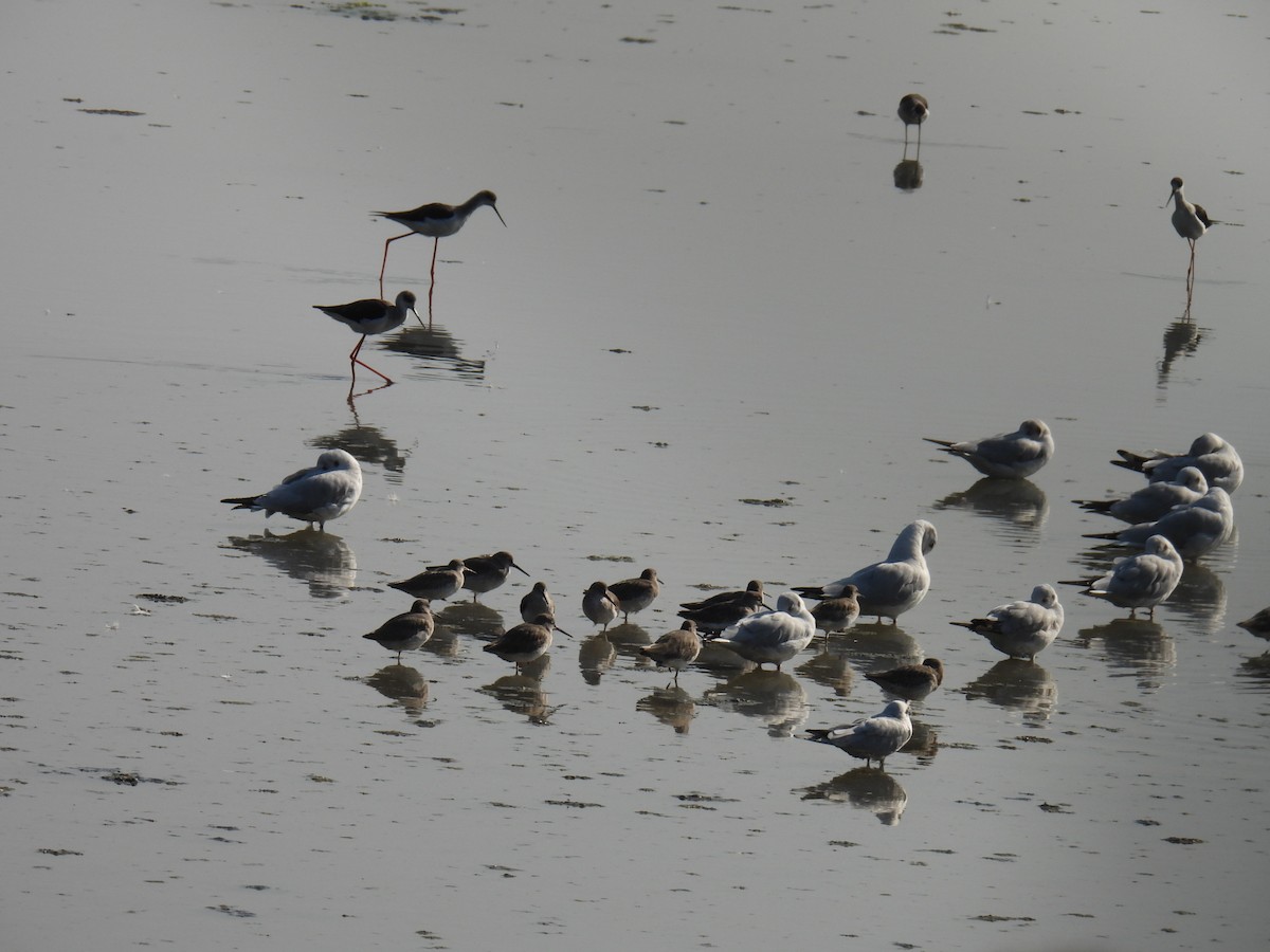 Mouette du Tibet - ML646779866