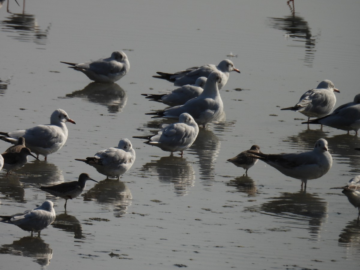 Mouette du Tibet - ML646779867