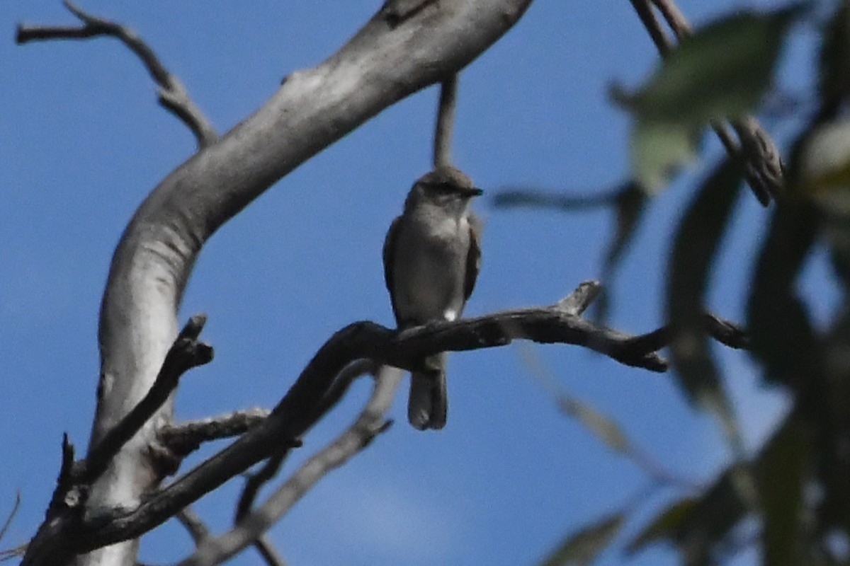 Miro enchanteur - ML646779868