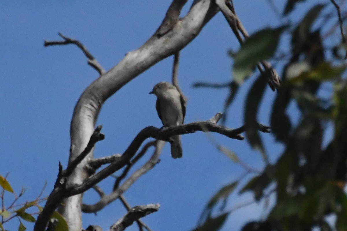 Miro enchanteur - ML646779869