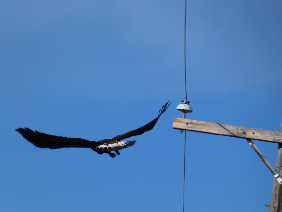 Aigle royal - ML646779870