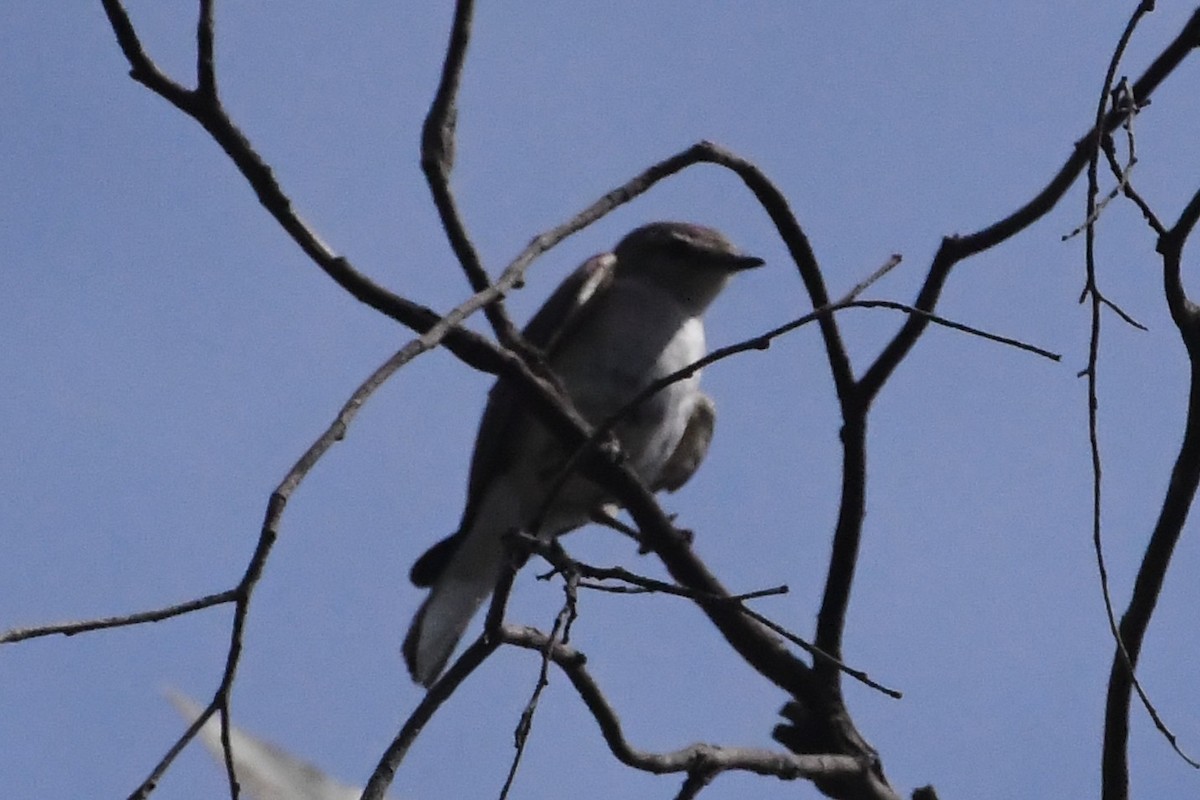 Miro enchanteur - ML646779871