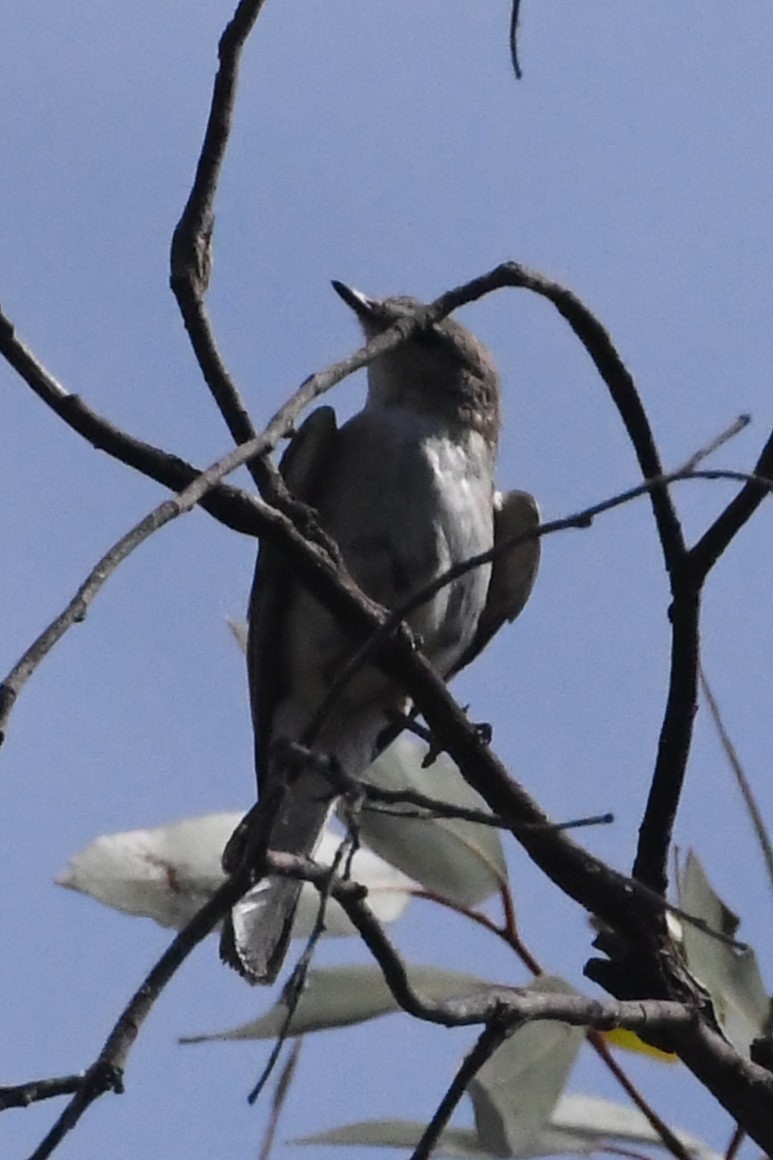 Miro enchanteur - ML646779872