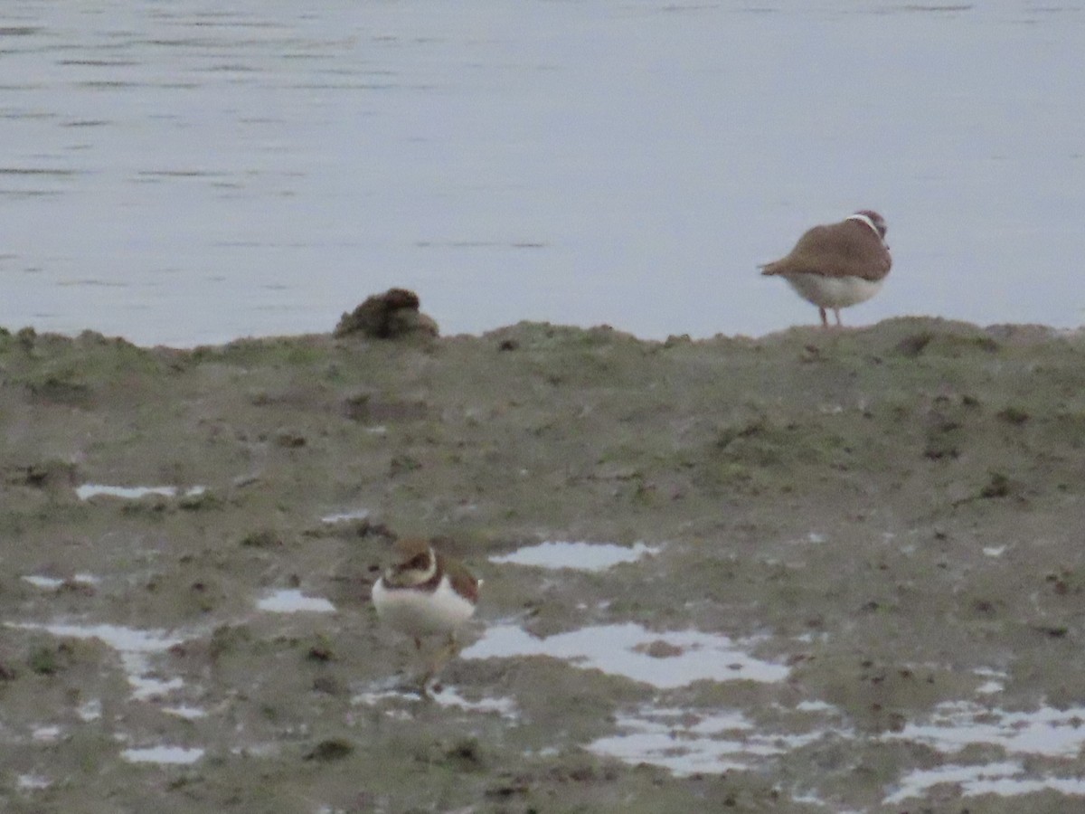 Pluvier petit-gravelot - ML646779873