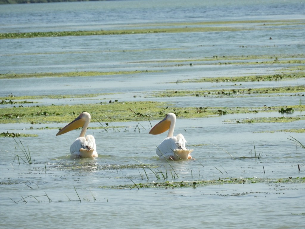 Pélican blanc - ML646779874