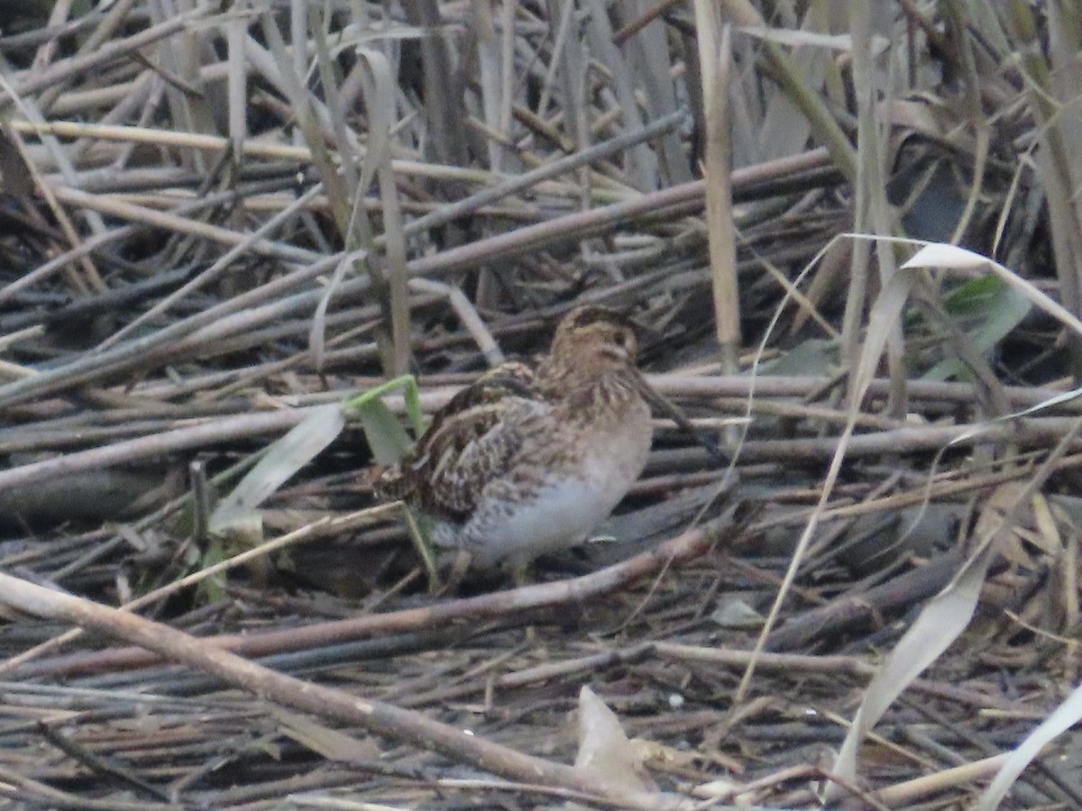 Bécassine des marais - ML646779875