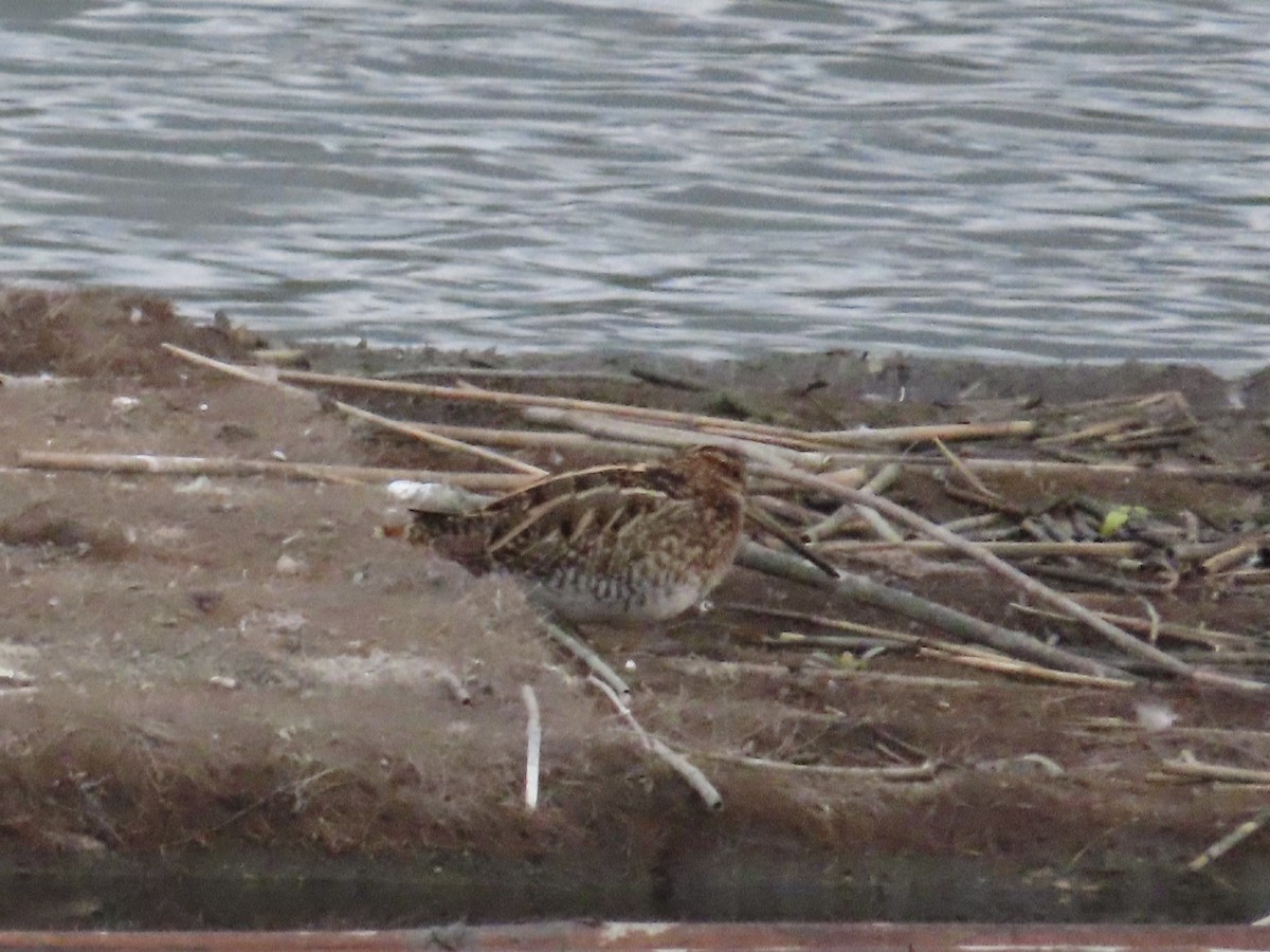 Bécassine des marais - ML646779876