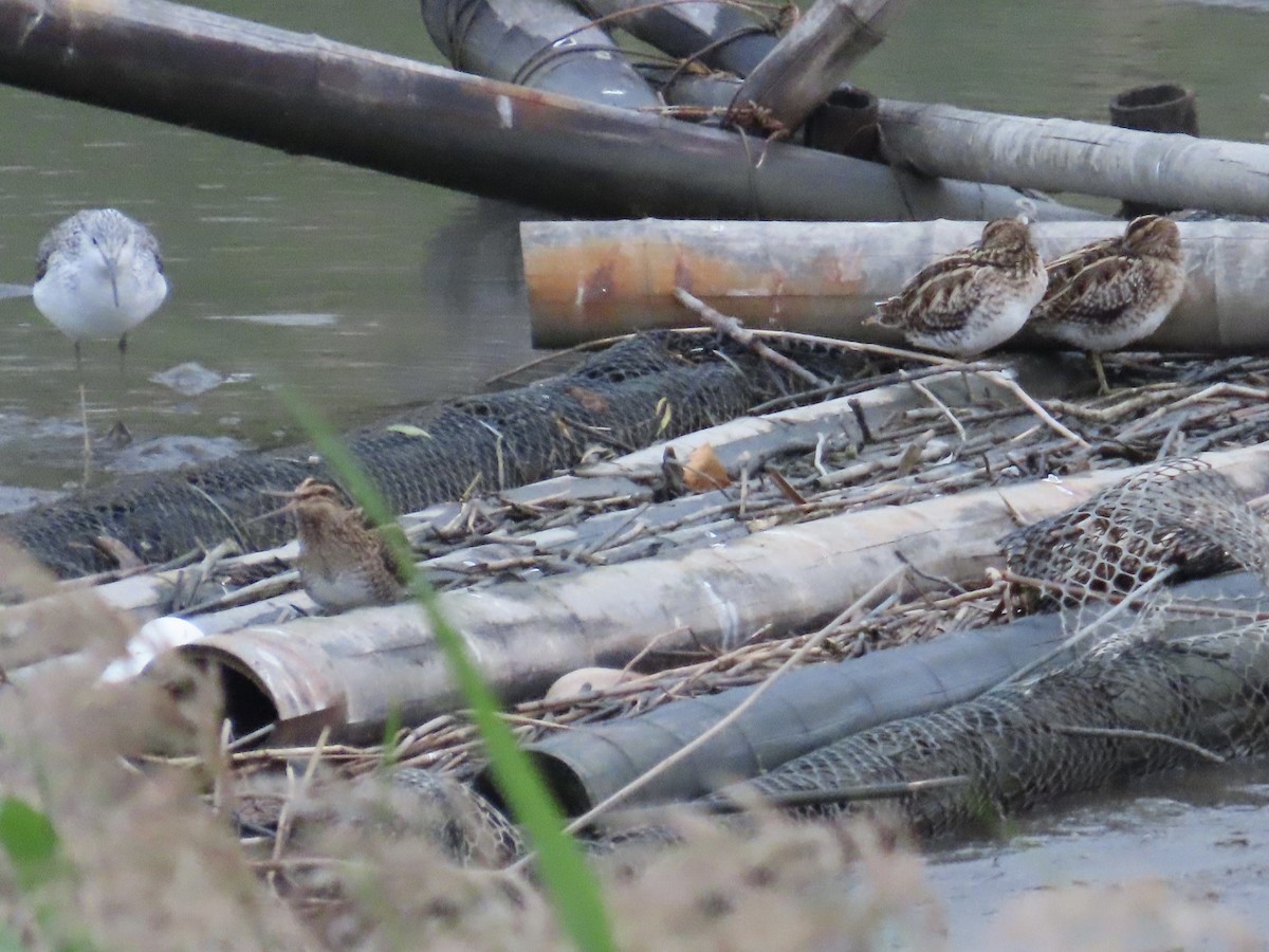 Bécassine des marais - ML646779877