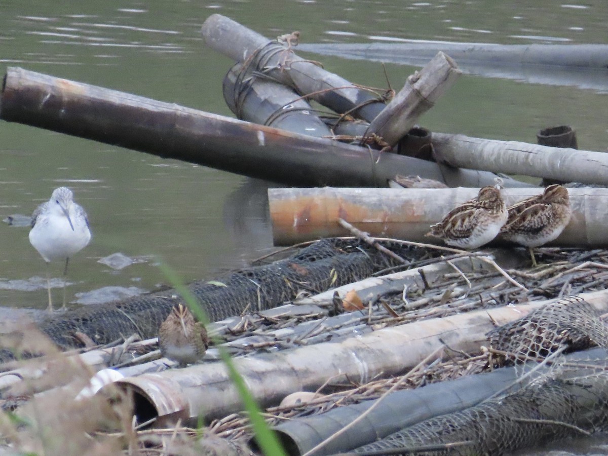 Bécassine des marais - ML646779878