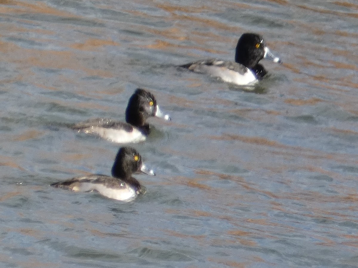 Fuligule à collier - ML646779879