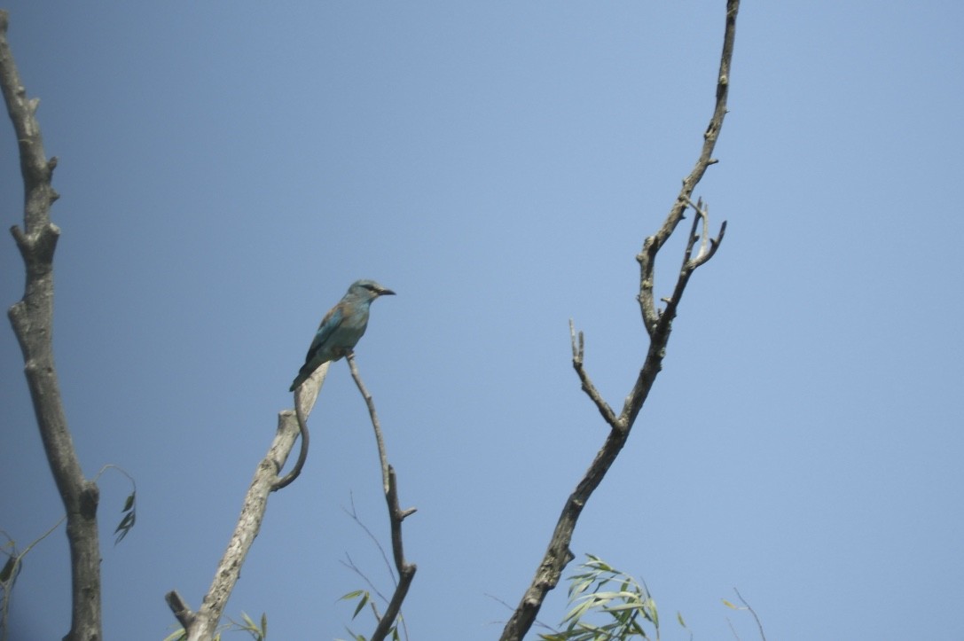 Rollier d'Europe - ML646779880