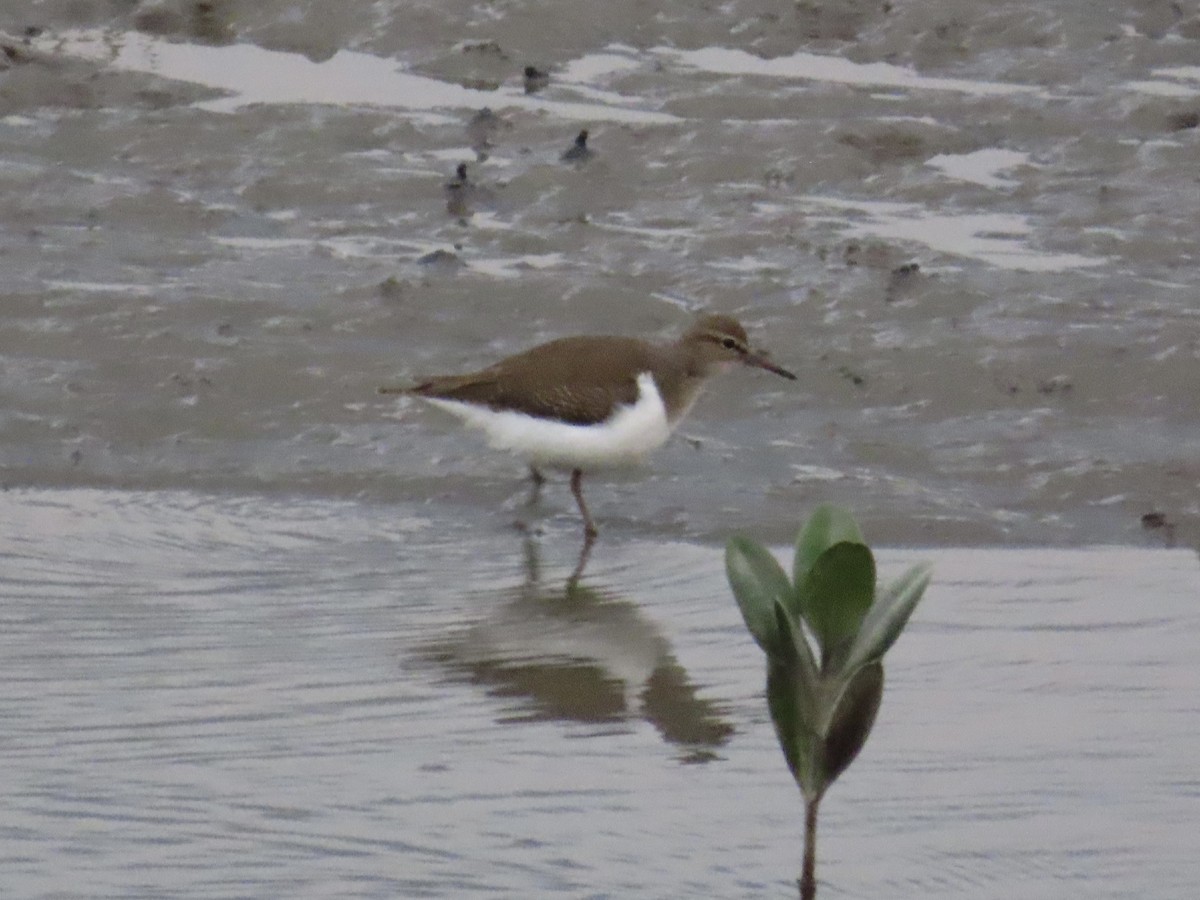 Chevalier guignette - ML646779881