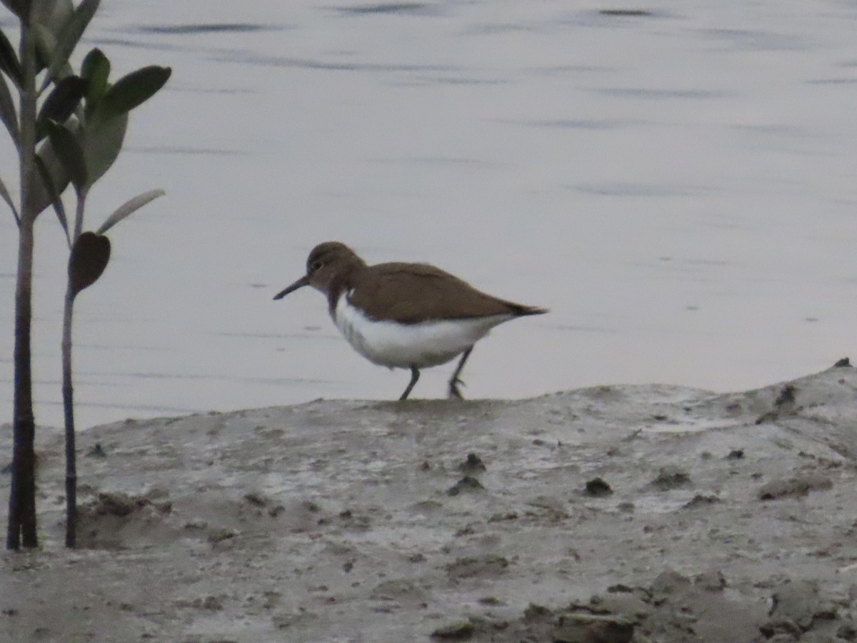 Chevalier guignette - ML646779882