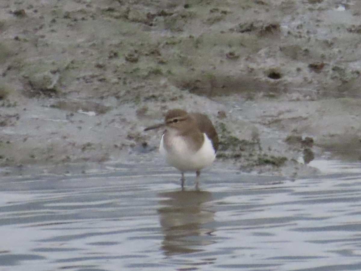 Chevalier guignette - ML646779883