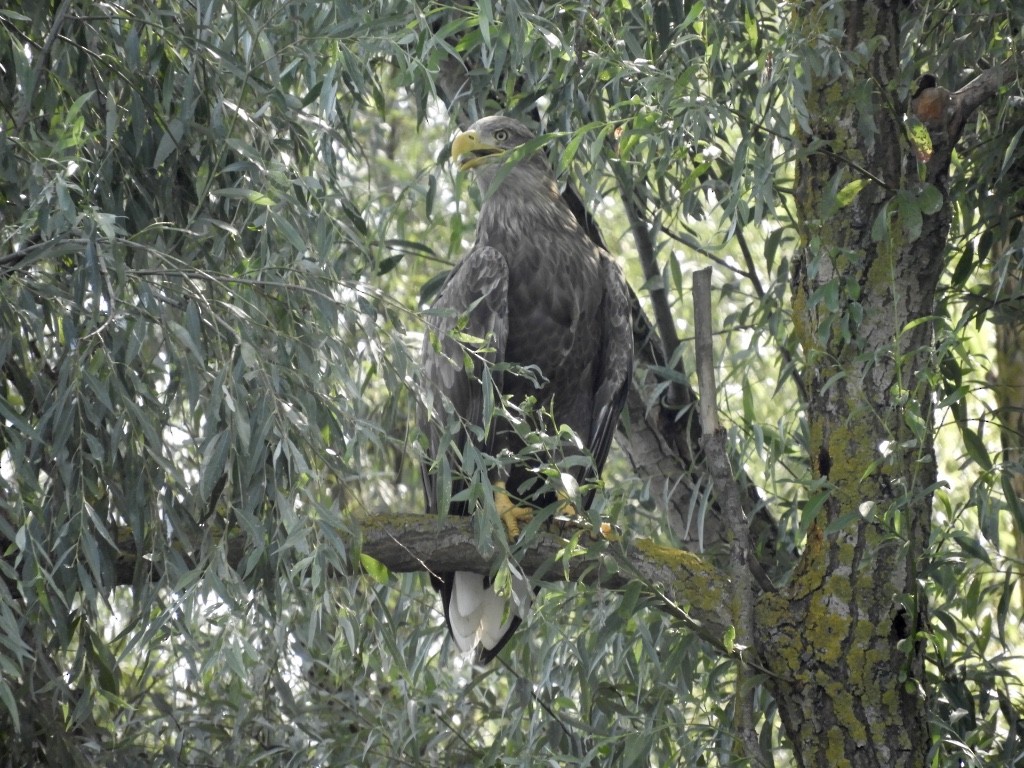 Pygargue à queue blanche - ML646779886
