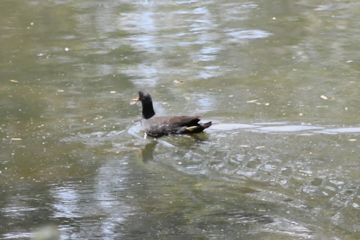 Gallinule sombre - ML646779887