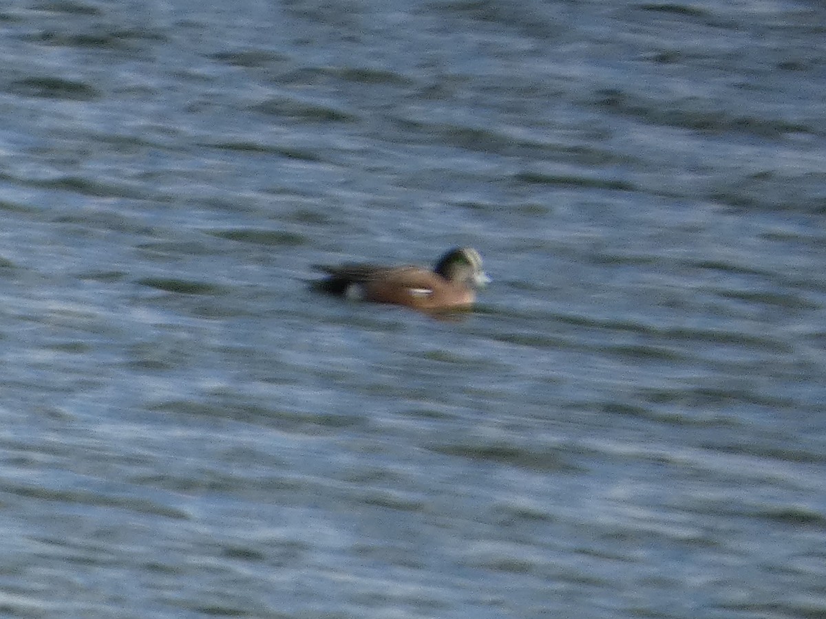 Canard d'Amérique - ML646779888