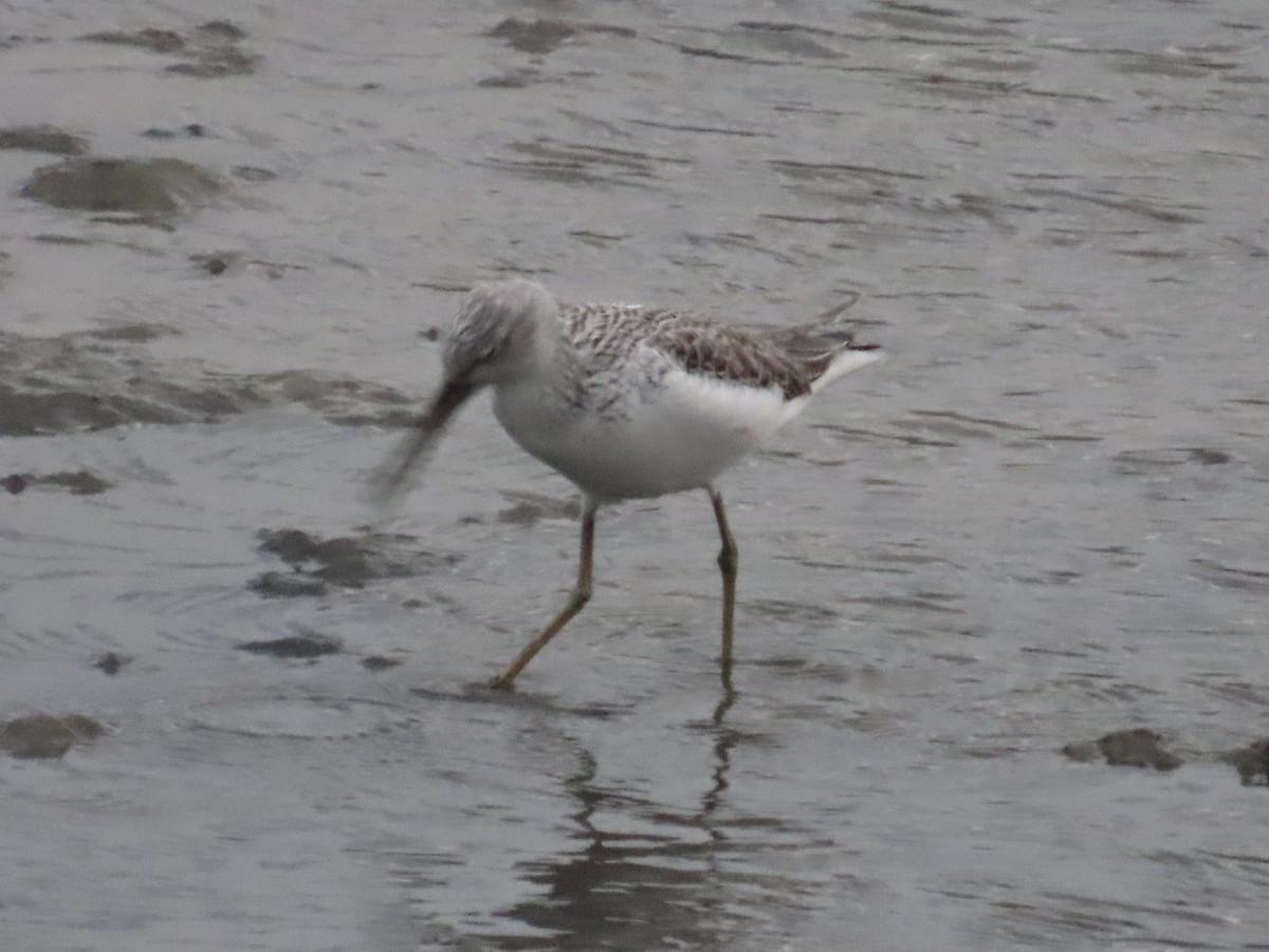 Chevalier aboyeur - ML646779889