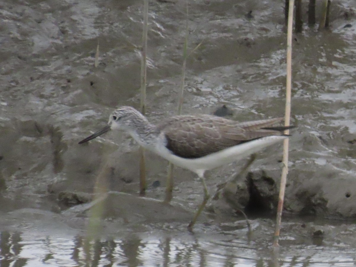Chevalier aboyeur - ML646779890