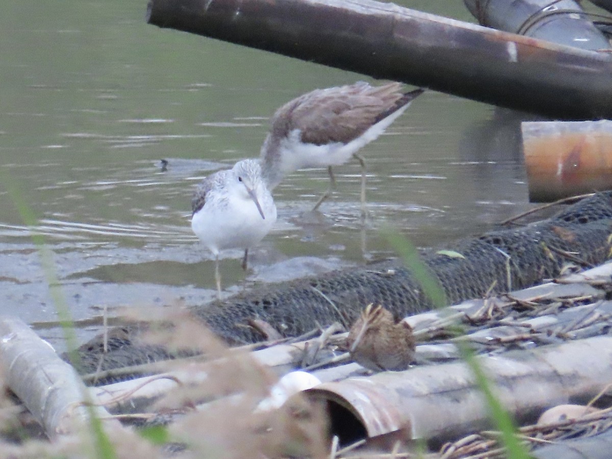 Chevalier aboyeur - ML646779891