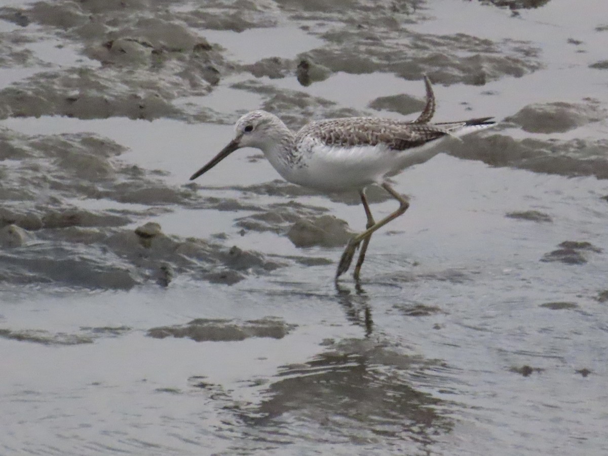 Chevalier aboyeur - ML646779892