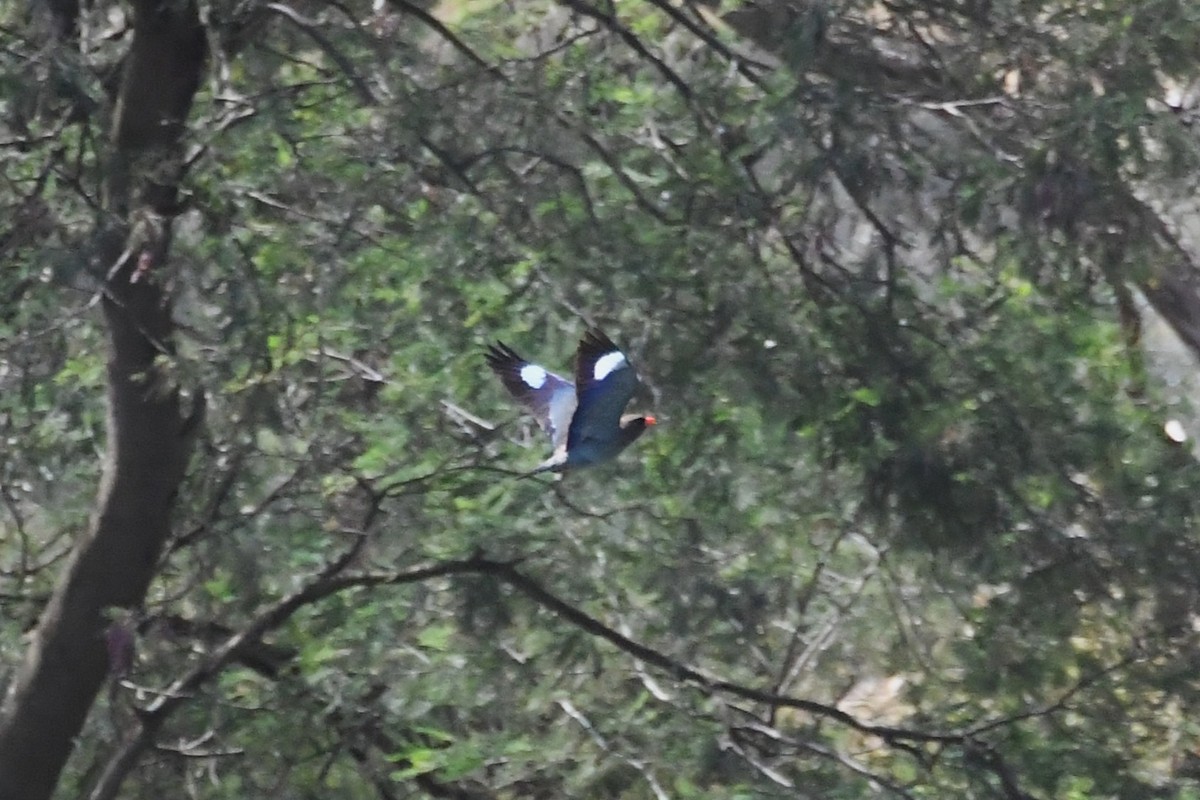 Rolle oriental - ML646779893