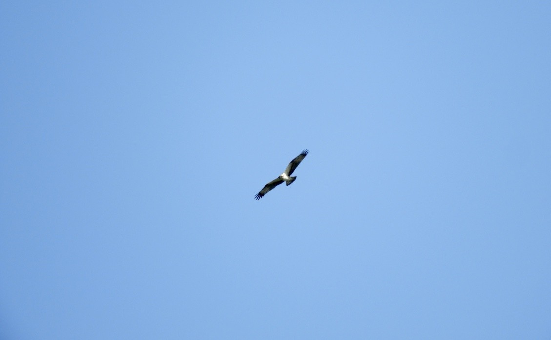 Balbuzard pêcheur - ML646779894