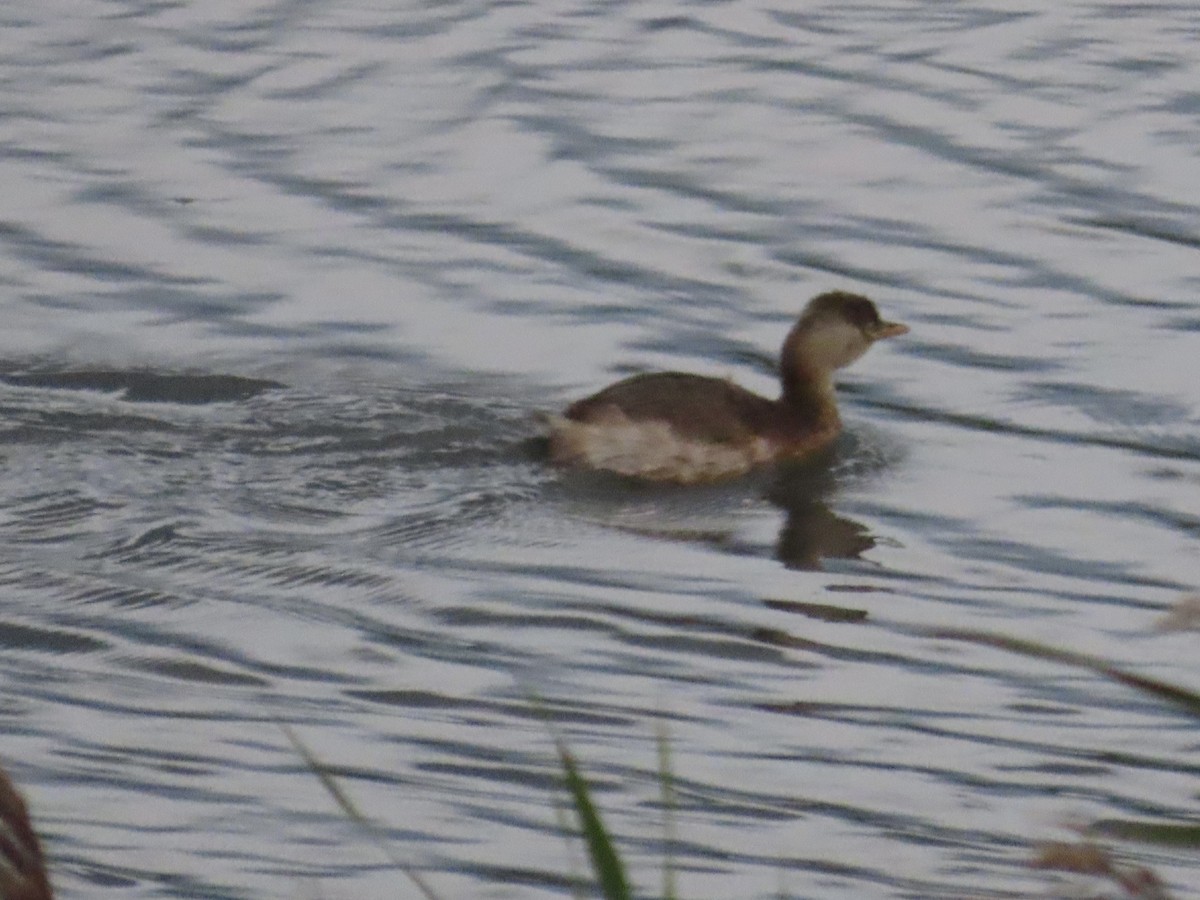 Grèbe castagneux - ML646779895