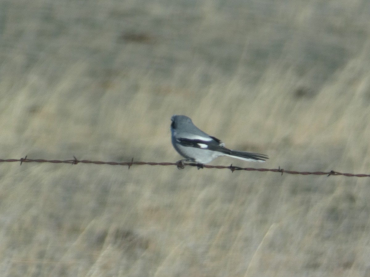 Loggerhead Shrike - ML646779897