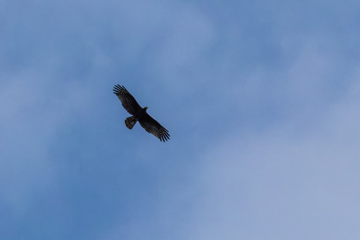 Schopfwespenbussard - ML646779906