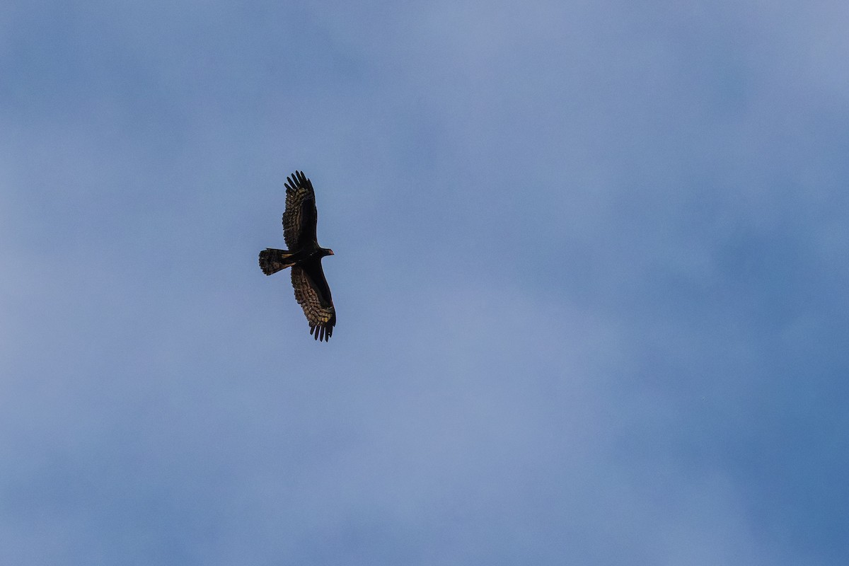 Schopfwespenbussard - ML646779907