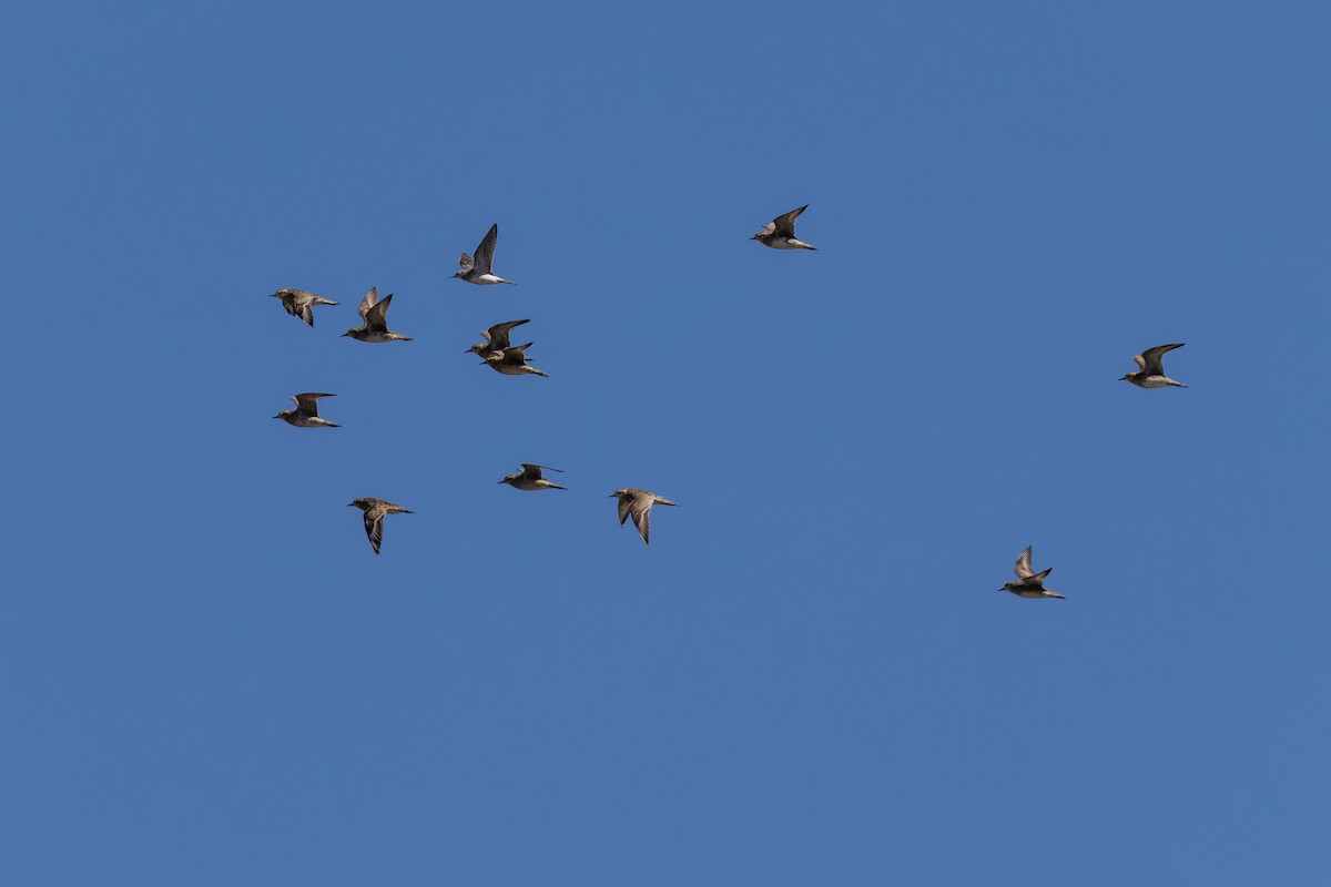 Tundra-Goldregenpfeifer - ML646779919