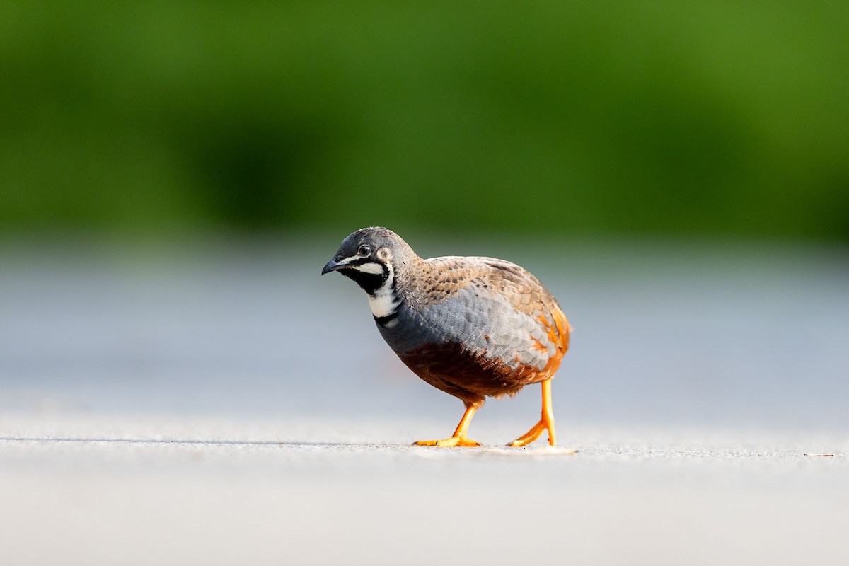 asiablåvaktel - ML646779921