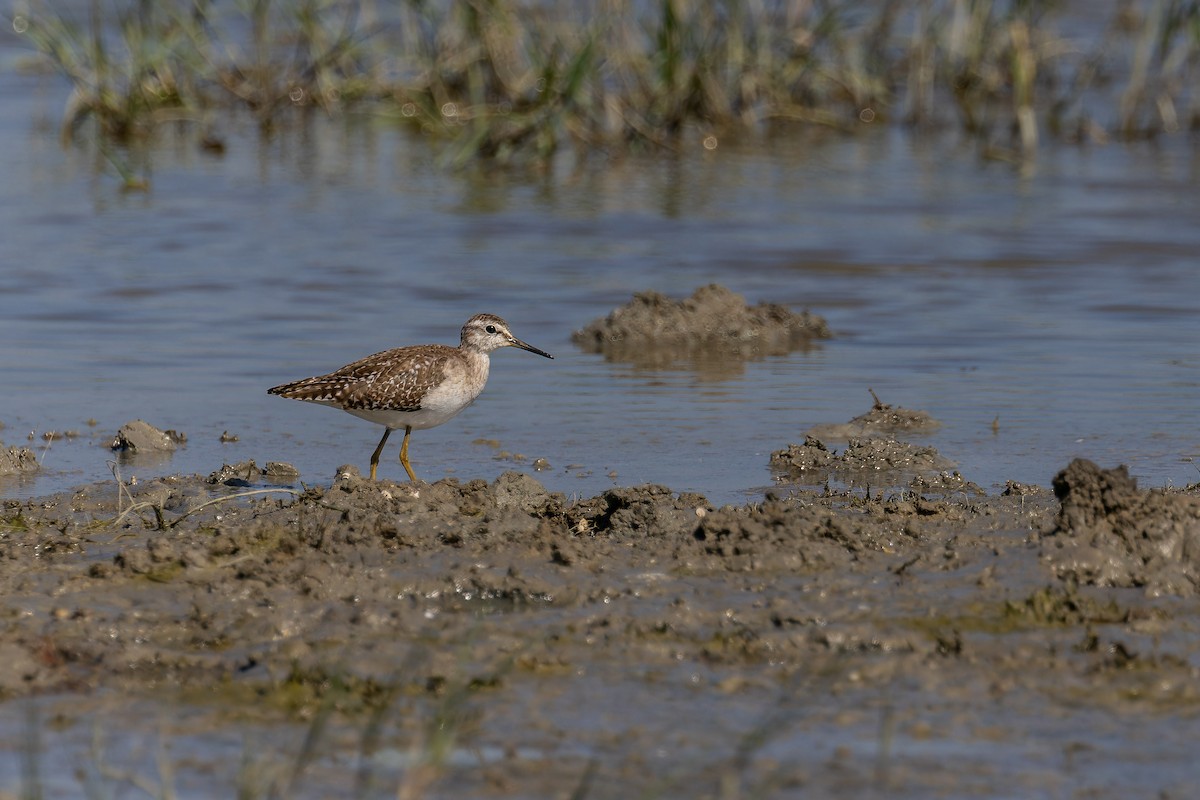 Bruchwasserläufer - ML646779923