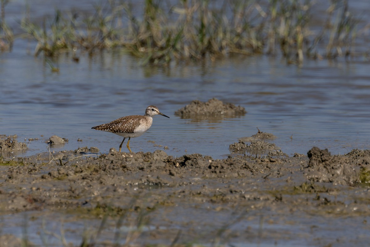 Bruchwasserläufer - ML646779924