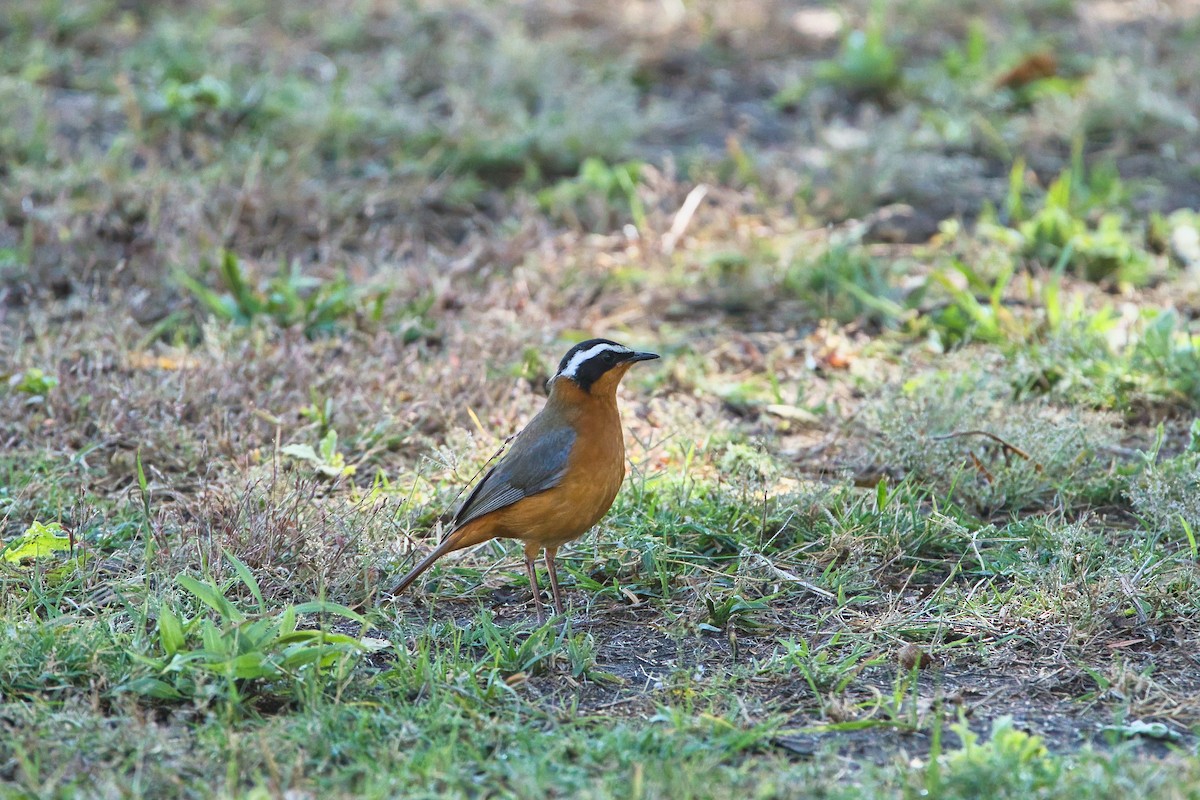 White-browed Robin-Chat - ML646779926