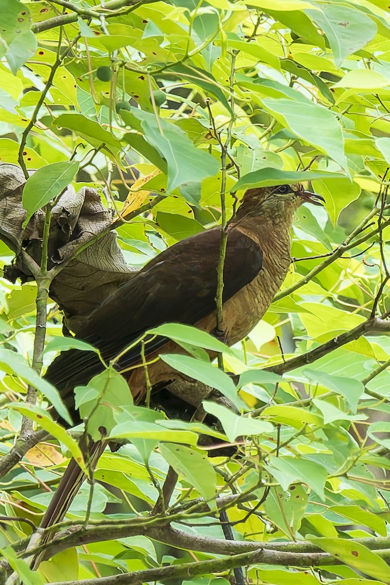 Amboyna Cuckoo-Dove - ML646779927